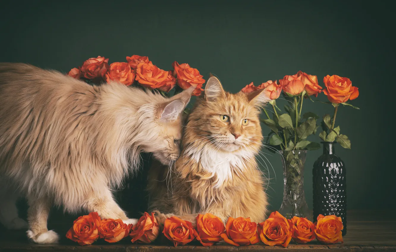 Фото обои кошка, кот, взгляд, кошки, цветы, поза, стол, коты