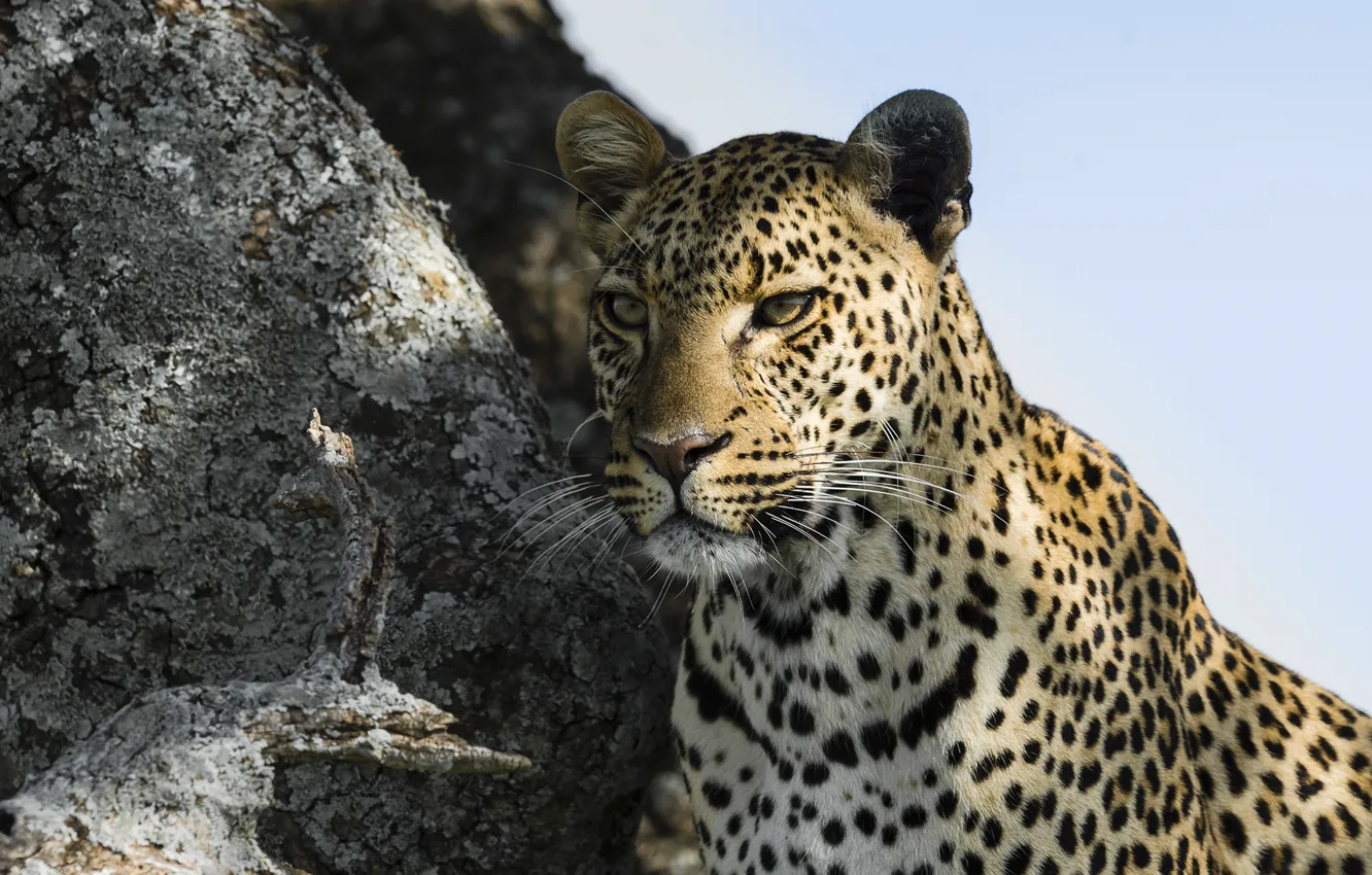 Фото обои взгляд, морда, хищник, леопард, leopard