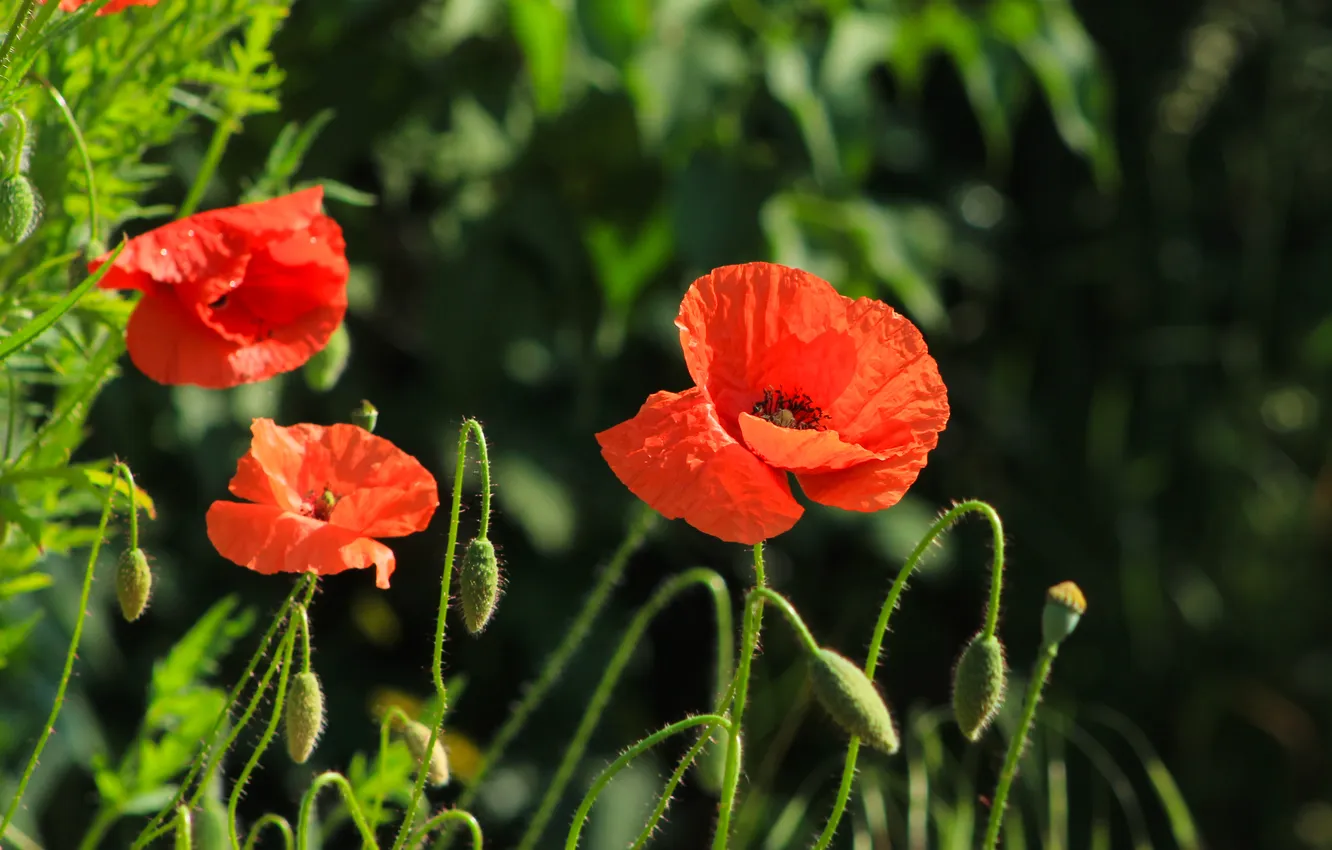 Фото обои red, flower, poppy