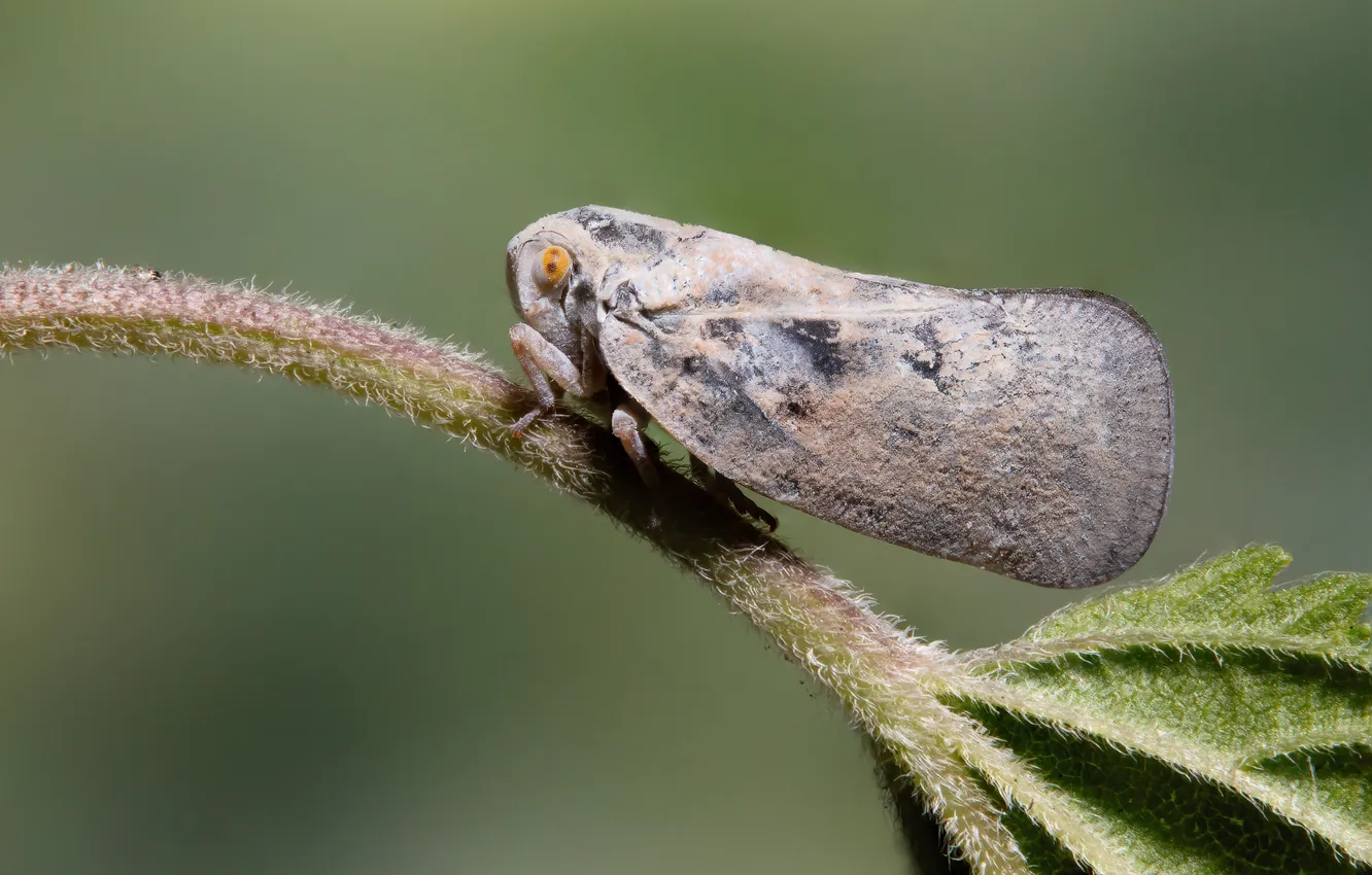 Фото обои ветка, боке, Stephane, макросъемка насекомых, Citrus Flatid Planthopper, Metcalfa pruinosa, Цикадка белая