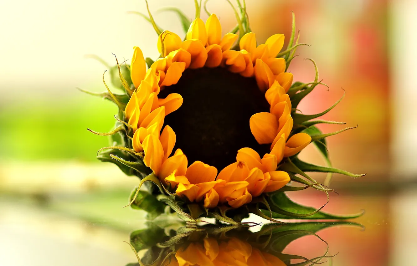 Фото обои bokeh, reflection, sunflower