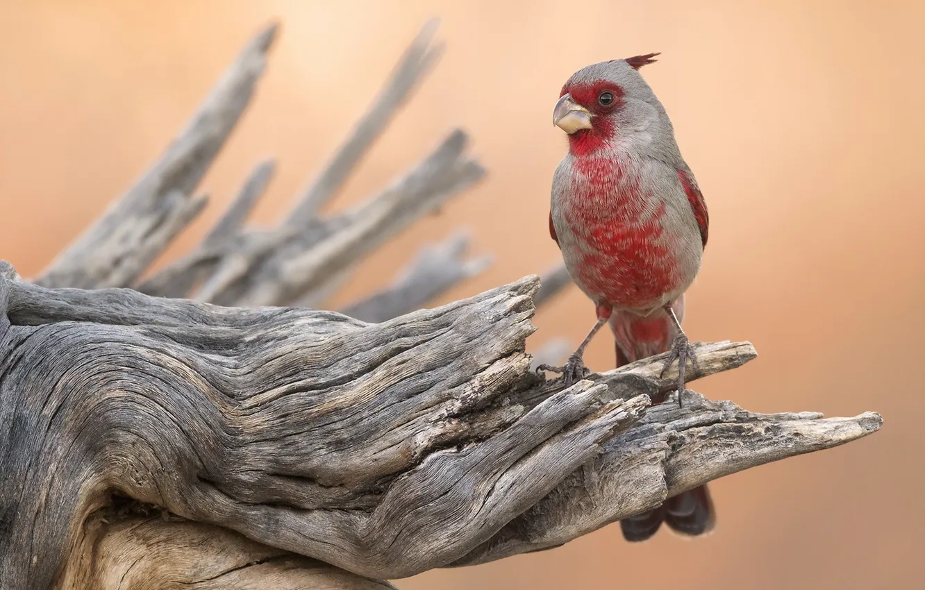 Фото обои природа, птица, Cardinal