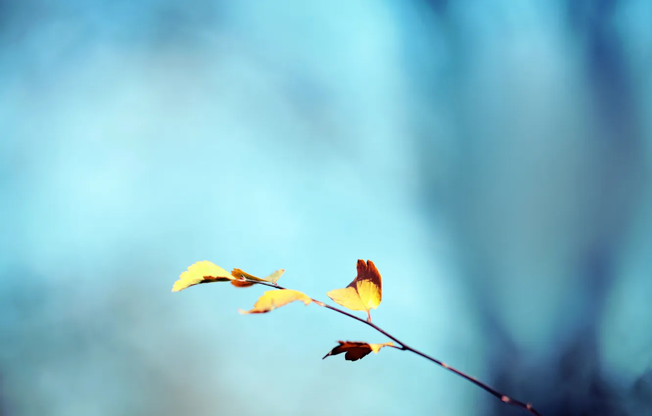 Фото обои осень, небо, листья, веточка, фон, желтые, бирюза, дедево