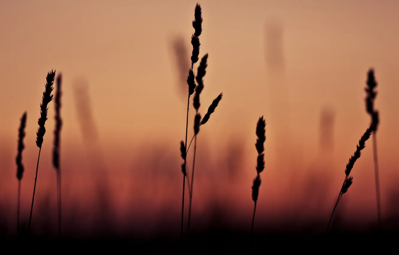 Фото обои трава, макро, закат, тень, фокус, grass, sunset, macro