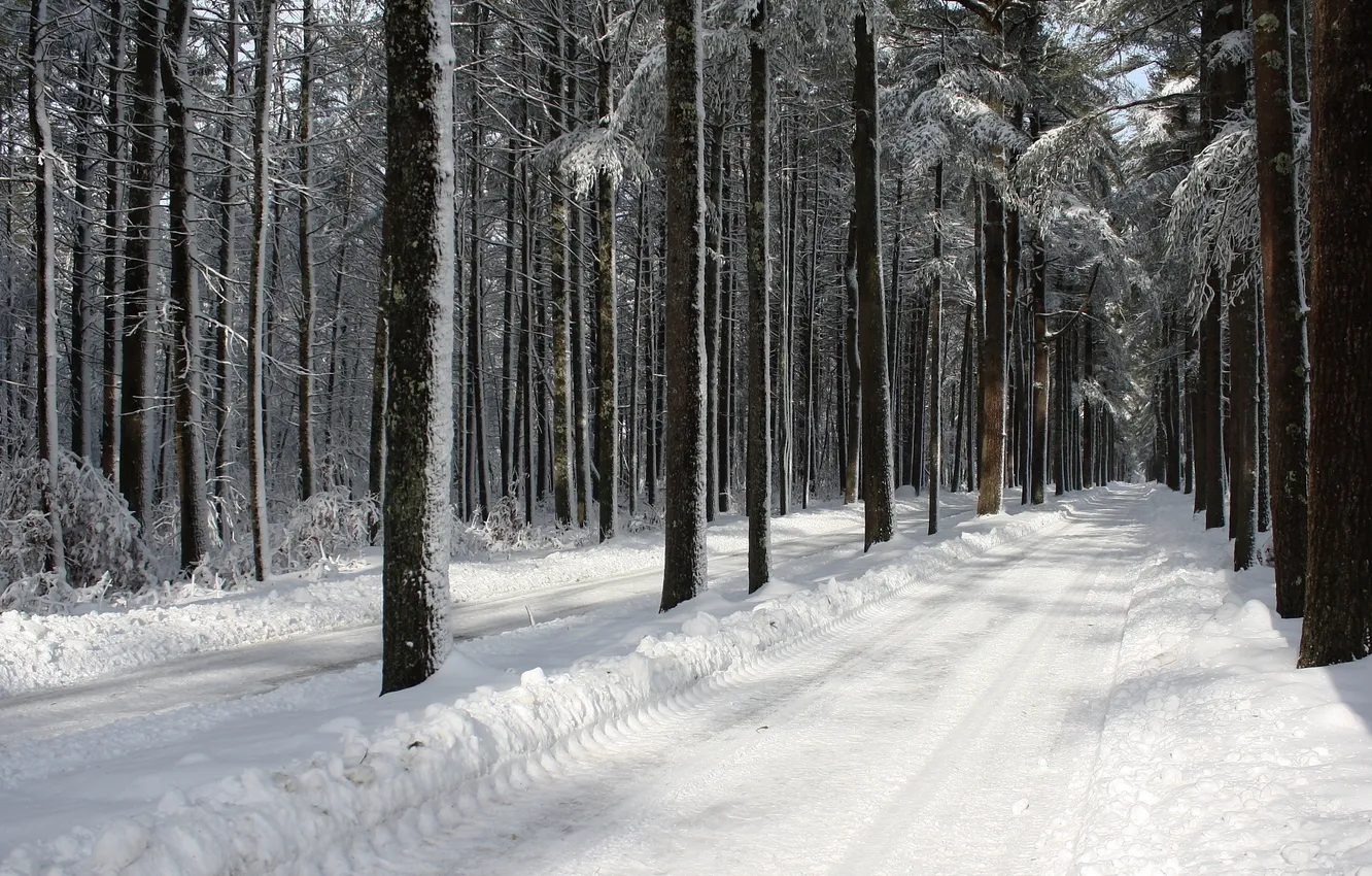 Фото обои road, trees, winter, snow