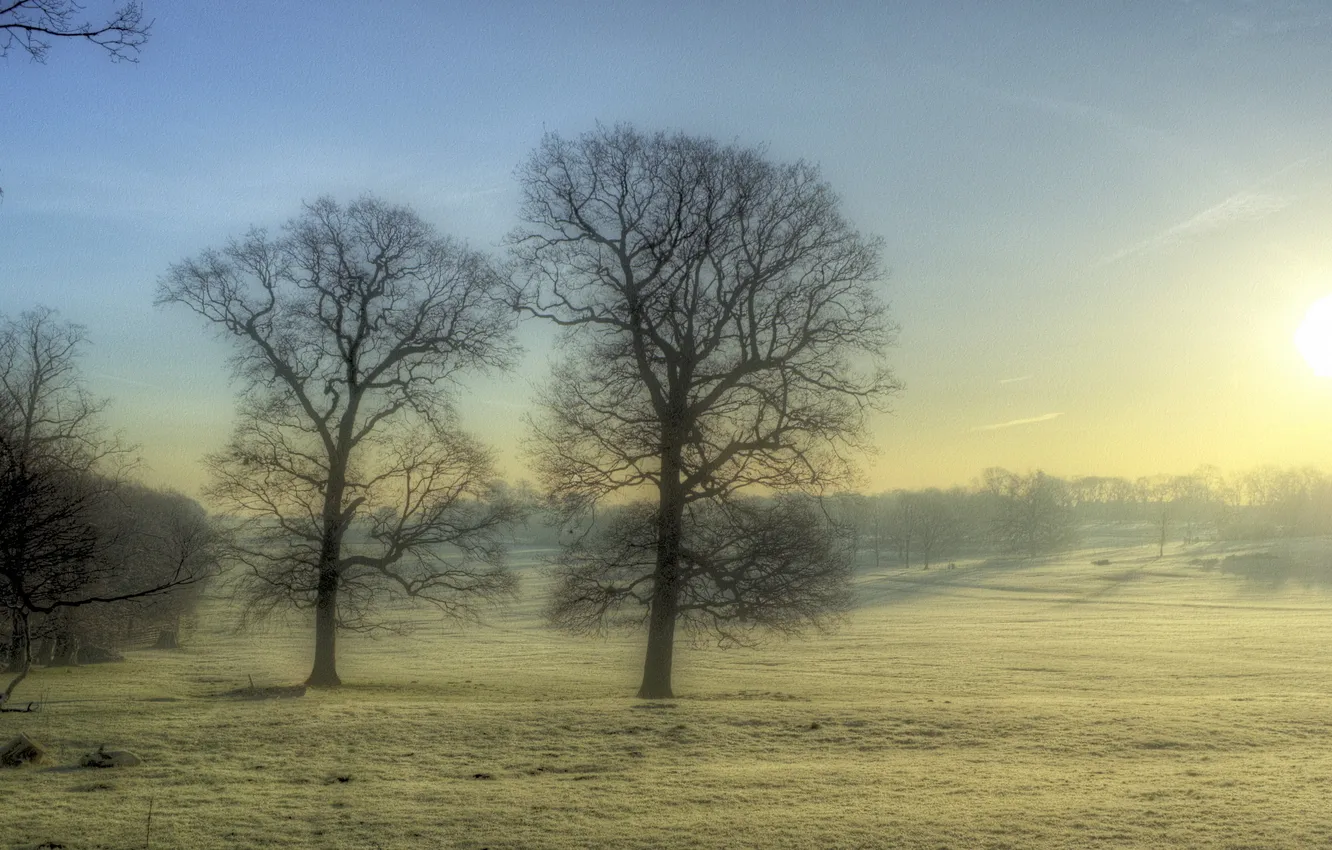 Фото обои поле, деревья, пейзаж, туман, утро