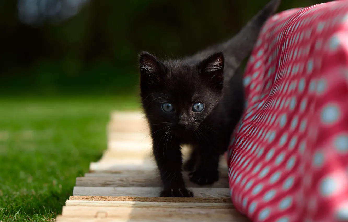 Фото обои котенок, малыш, чёрный котёнок
