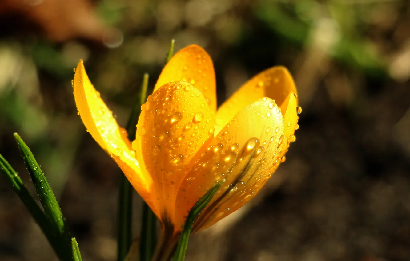 Фото обои flower, yellow, drops, spring, crocus