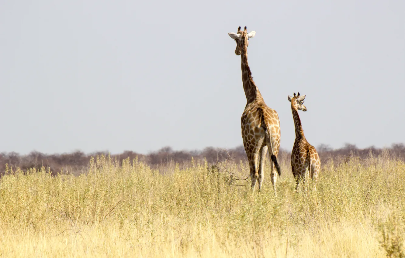 Фото обои Namibia, Africa, wildlife, sunny, family, giraffes