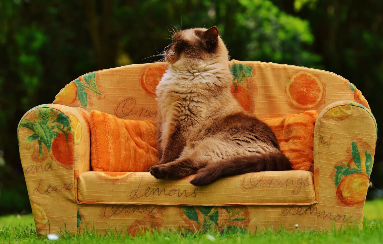 Фото обои зелень, кошка, лето, трава, кот, поза, тепло, диван