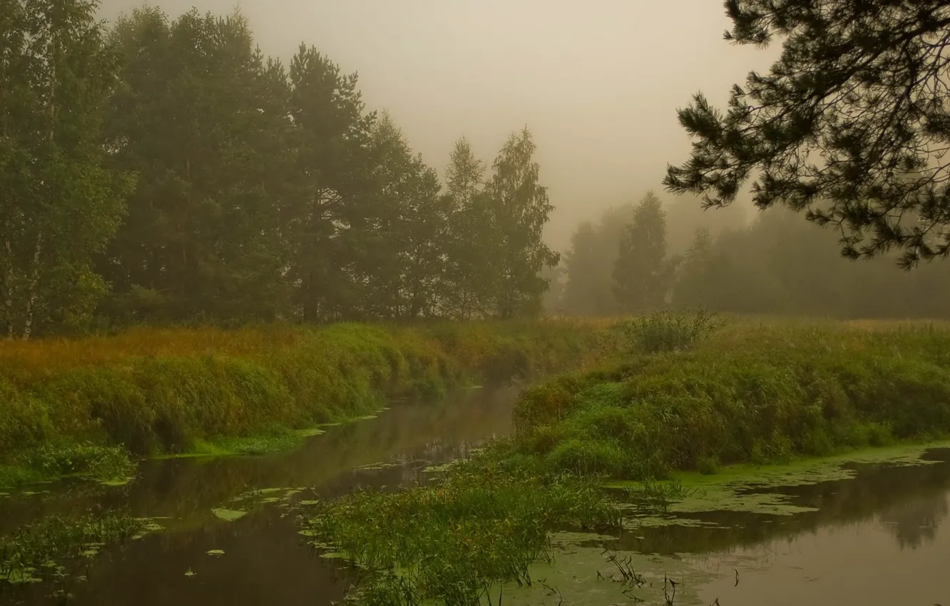 Фото обои туман, болото, Лес