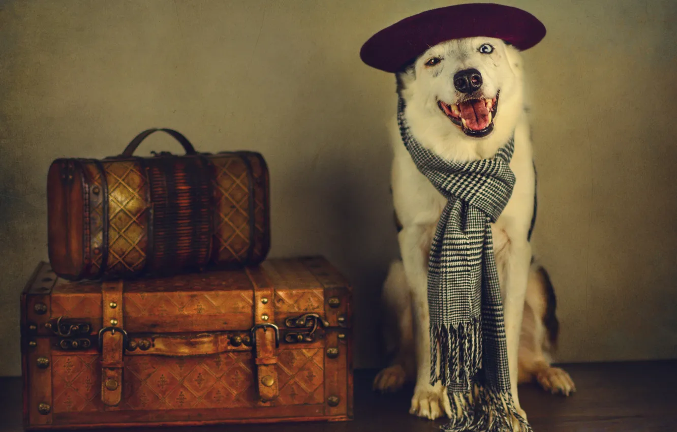 Фото обои морда, стиль, ретро, портрет, собака, обработка, шарф, путешественник