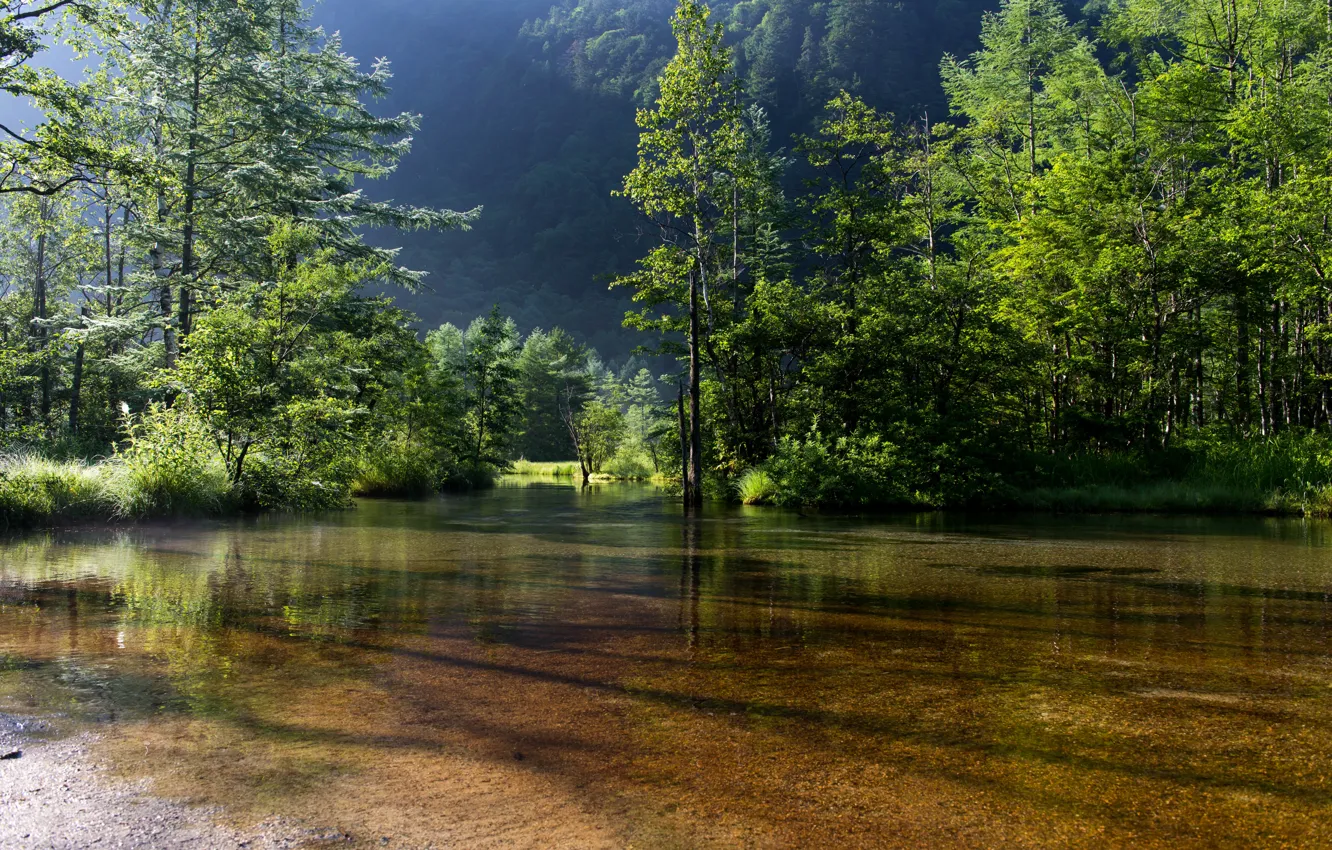 Фото обои пейзаж, природа, зелено. деревья, тень. вода