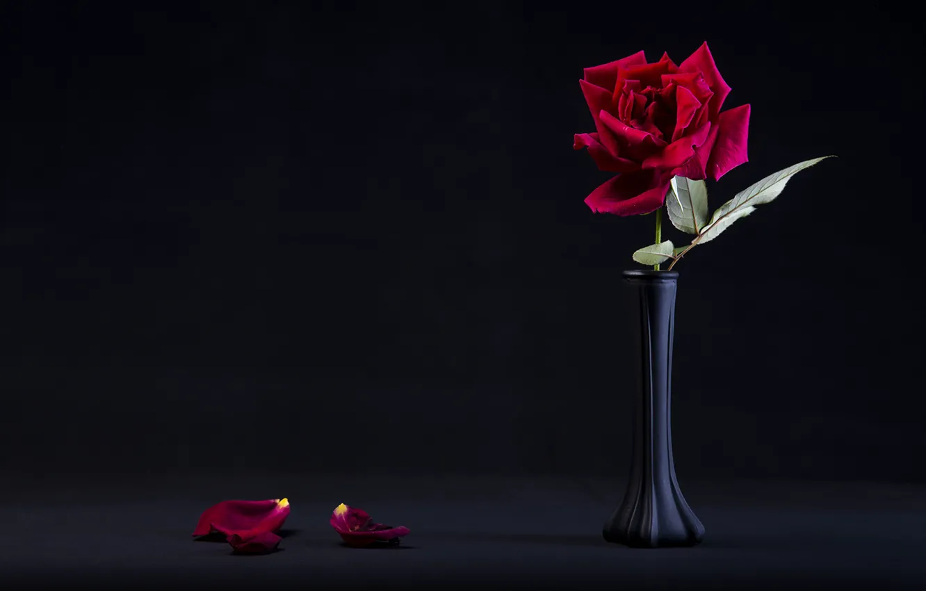 Фото обои роза, лепестки, чёрный фон