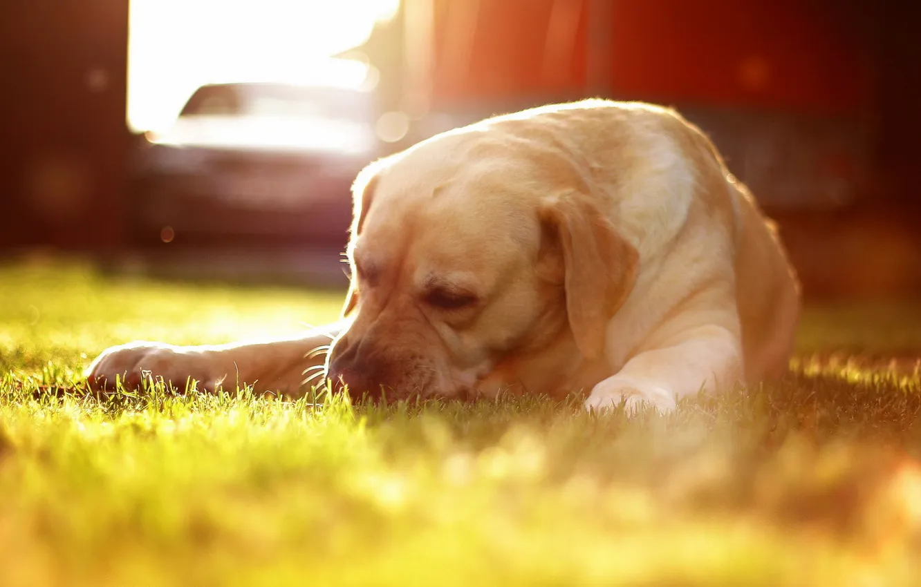 Фото обои трава, свет, собака