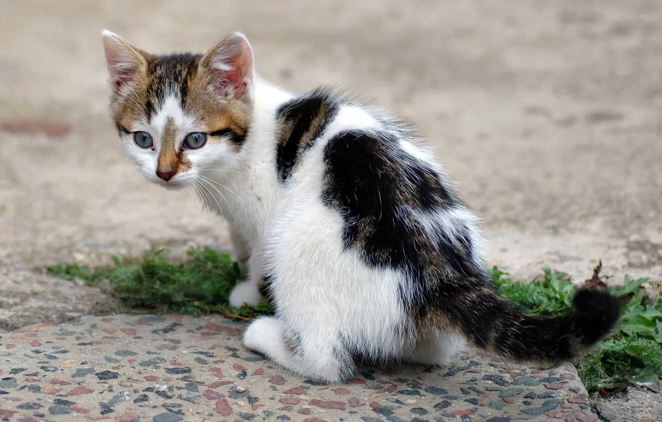 Фото обои кошка, трава, кот, котенок, cat