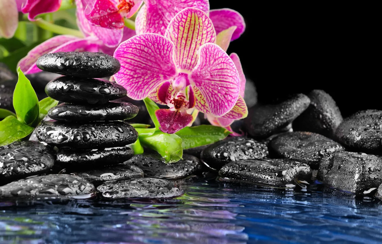 Фото обои цветок, вода, камни, розовый, орхидея, черные, плоские, капли на камнях