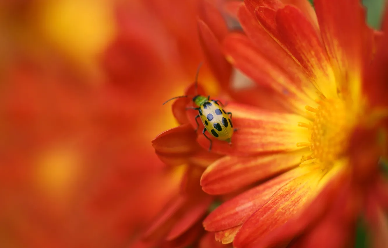 Фото обои цветок, божья коровка, размытость, насекомое, желто-красный