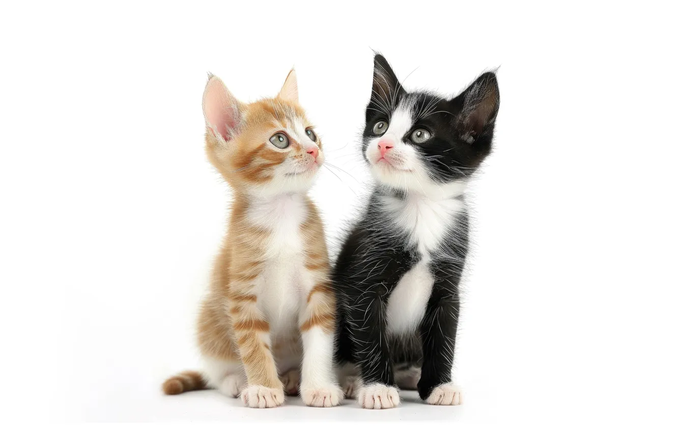 Фото обои взгляд, кошки, поза, котенок, котята, белый фон, парочка, дуэт