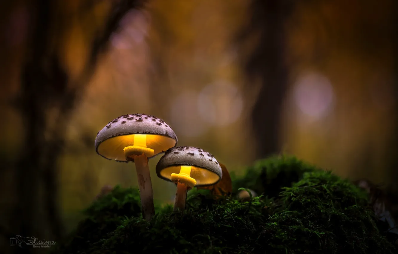 Фото обои осень, лес, макро, свет, природа, грибы
