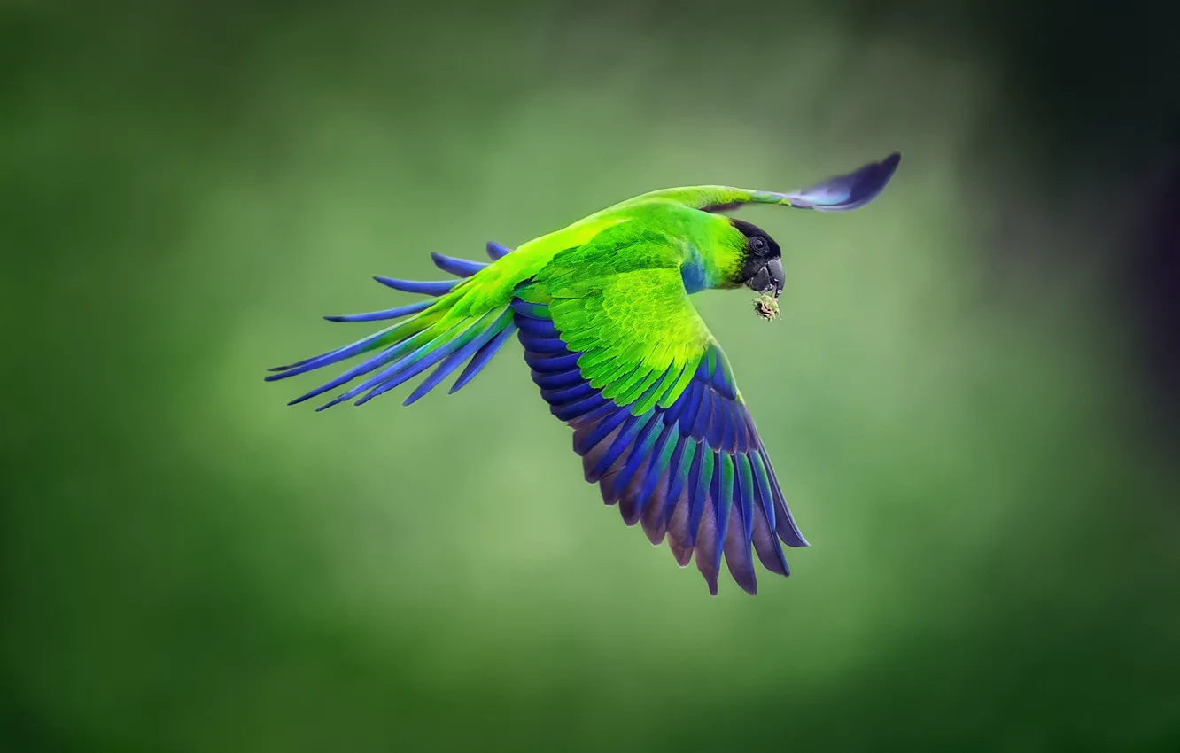 Фото обои фон, птица, полёт, Черноголовый попугай, Nandayus nenday, Nanday parakeet, черноголовый аратинга