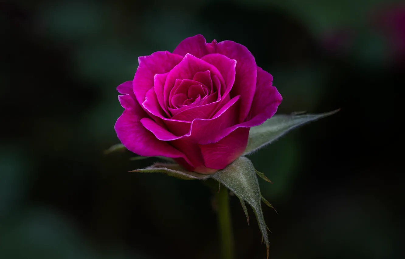 Фото обои розовая, роза, цветение