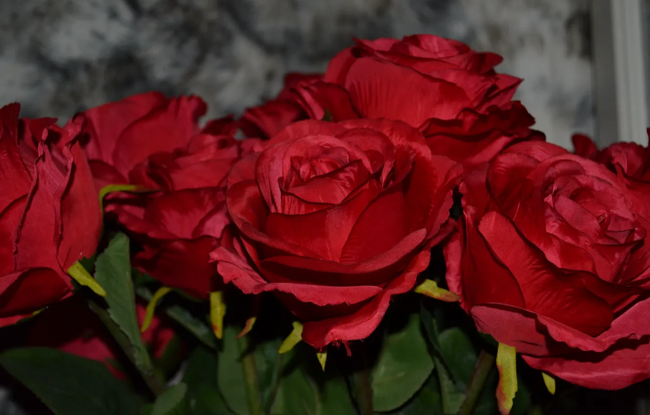 Фото обои розы, красные, много