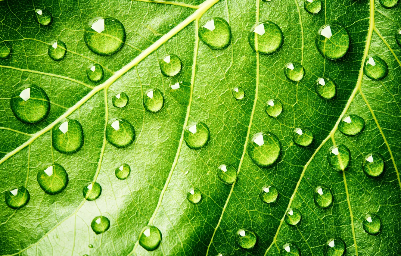 Фото обои green, Water, drops, leaf, plant