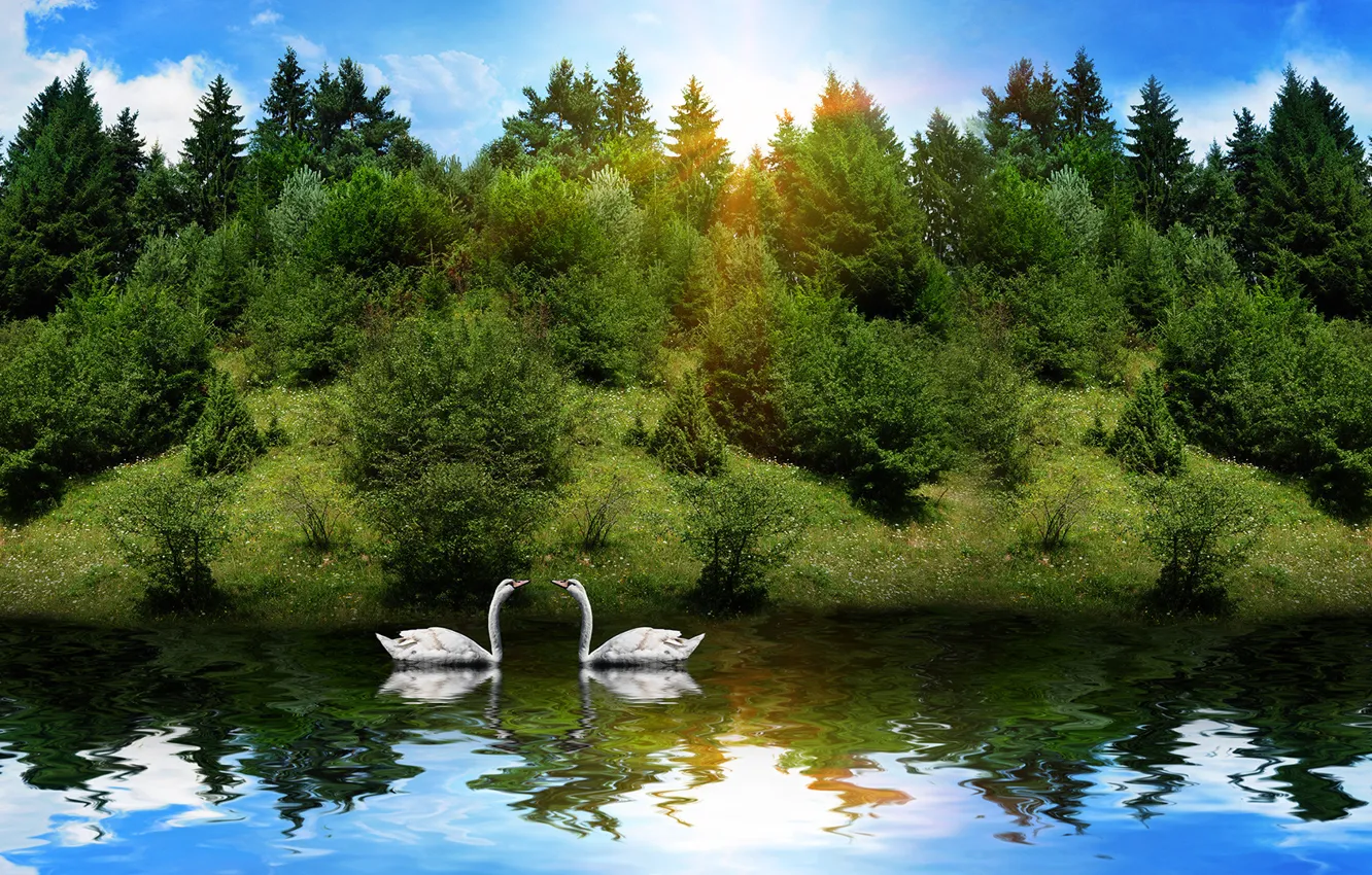 Фото обои лес, животные, солнце, отражение, река, лебеди