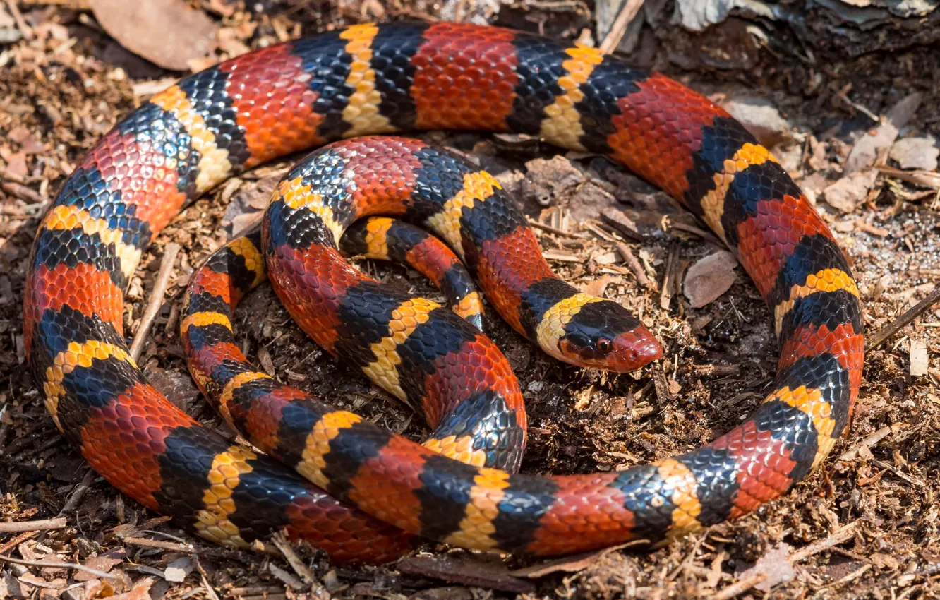 Фото обои змея, красная, полосатая