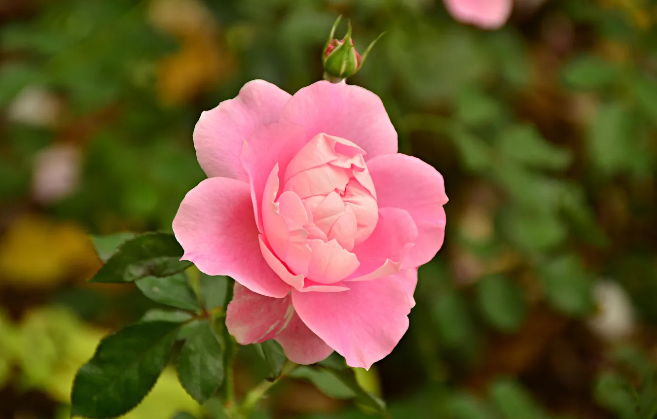Фото обои цветок, розовый, роза, лепестки