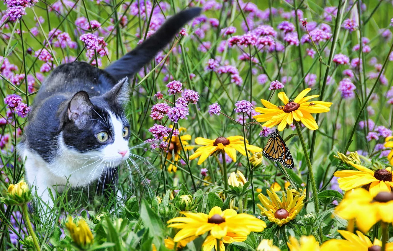 Фото обои поле, кошка, лето