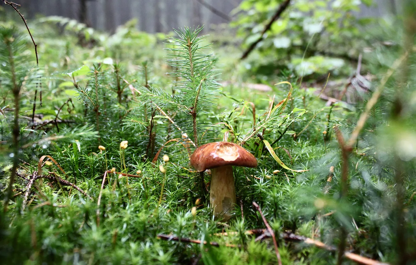 Фото обои лес, гриб, дырки