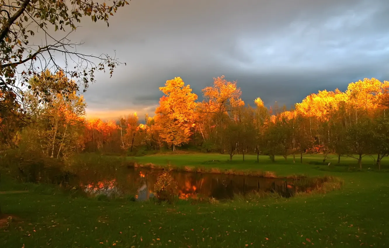 Фото обои осень, трава, деревья, озеро, пасмурно