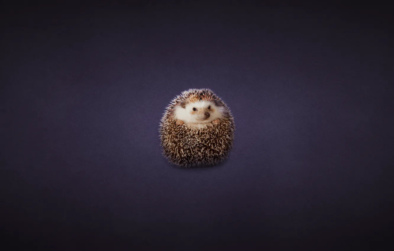 Фото обои клубок, ежик, hedgehog, темноватый фон