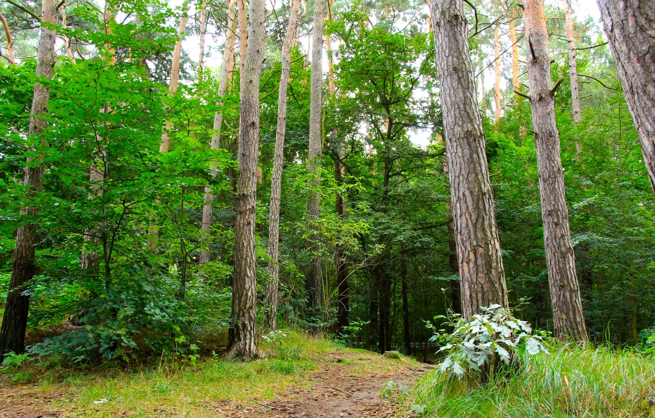 Фото обои forest, trees, park, alley