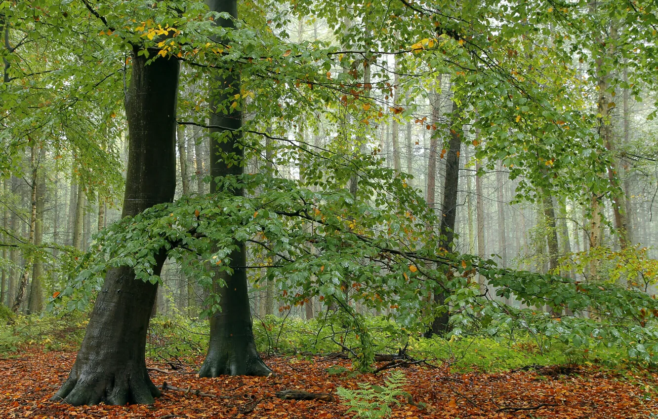 Фото обои лес, листья, деревья, ветки