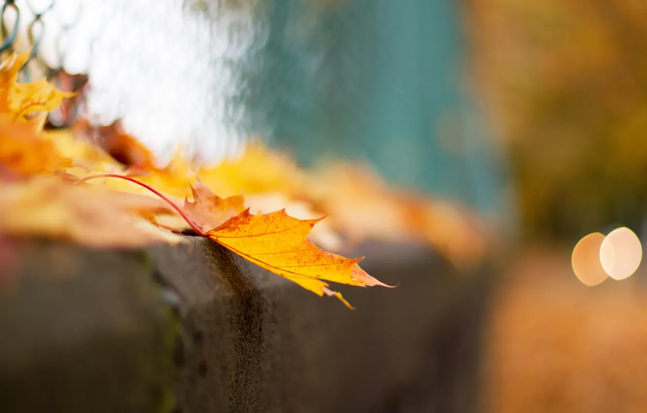 Фото обои осень, макро, лист, сетка, забор, боке