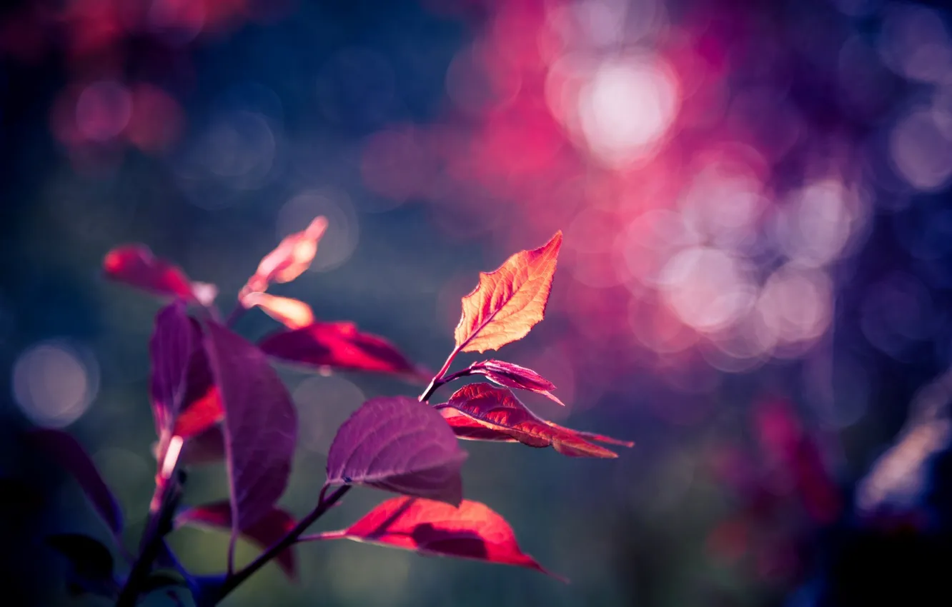 Фото обои фиолетовый, листья, макро, фон, дерево, розовый, обои, размытие