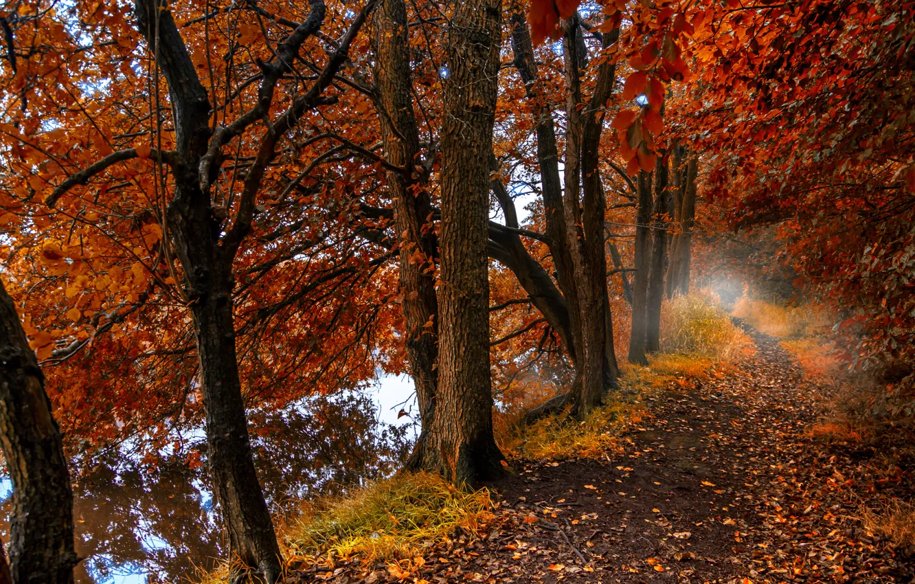 Фото обои осень, лес, листья, деревья, природа, туман, озеро, отражение