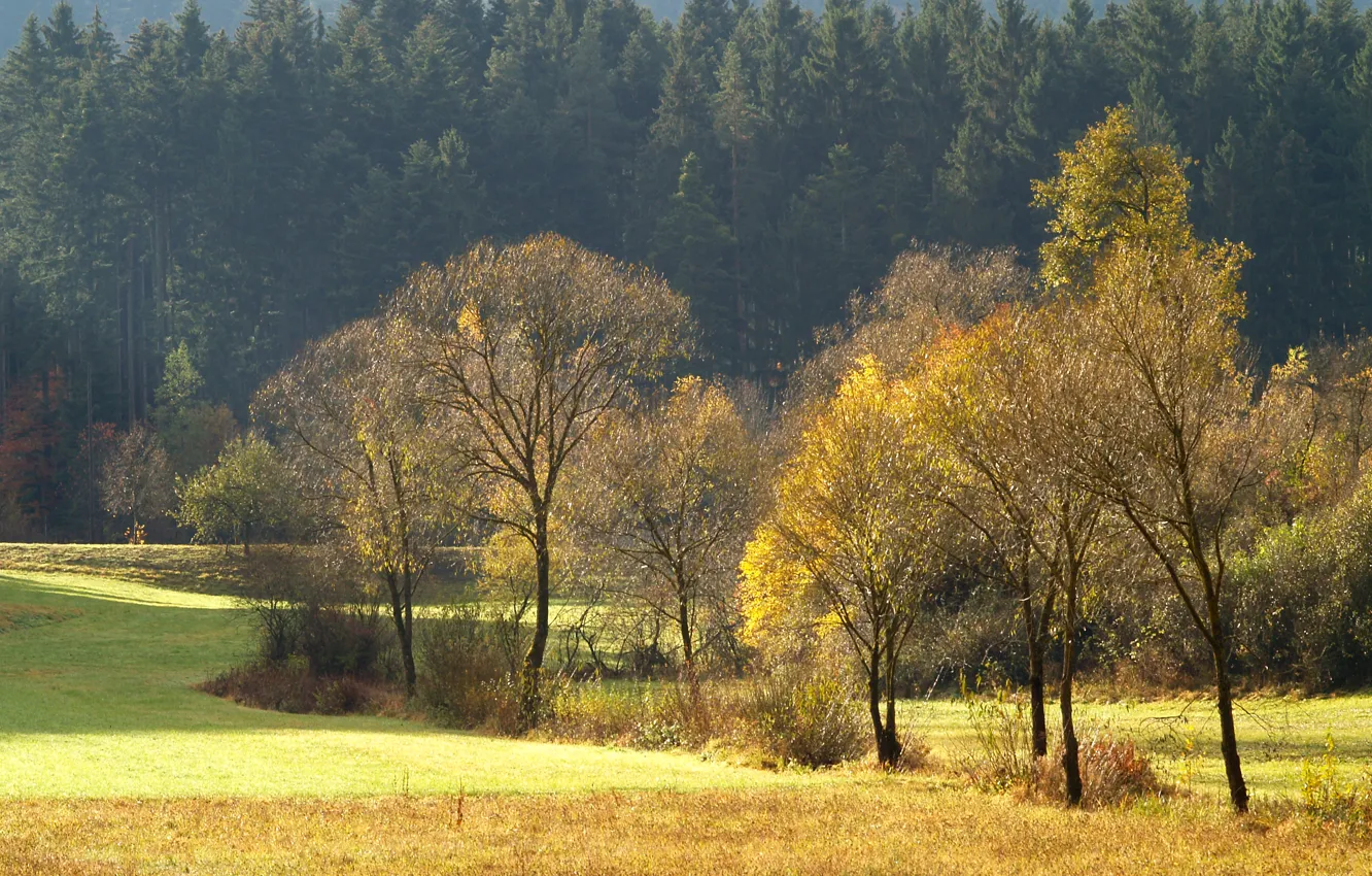 Фото обои поле, лес, деревья, поляна, Осень, хвоя
