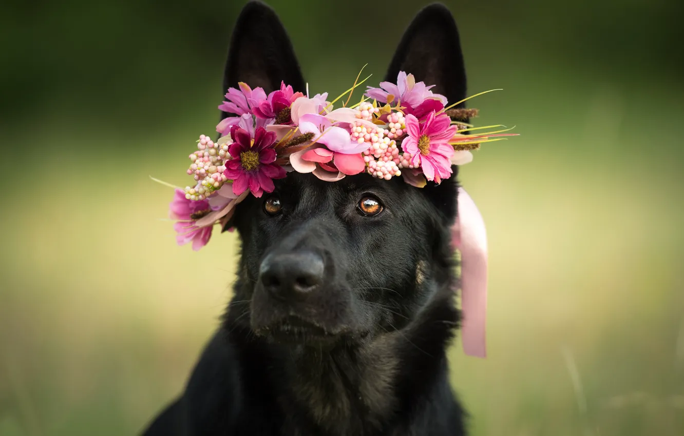 Фото обои взгляд, морда, цветы, собака, венок, овчарка