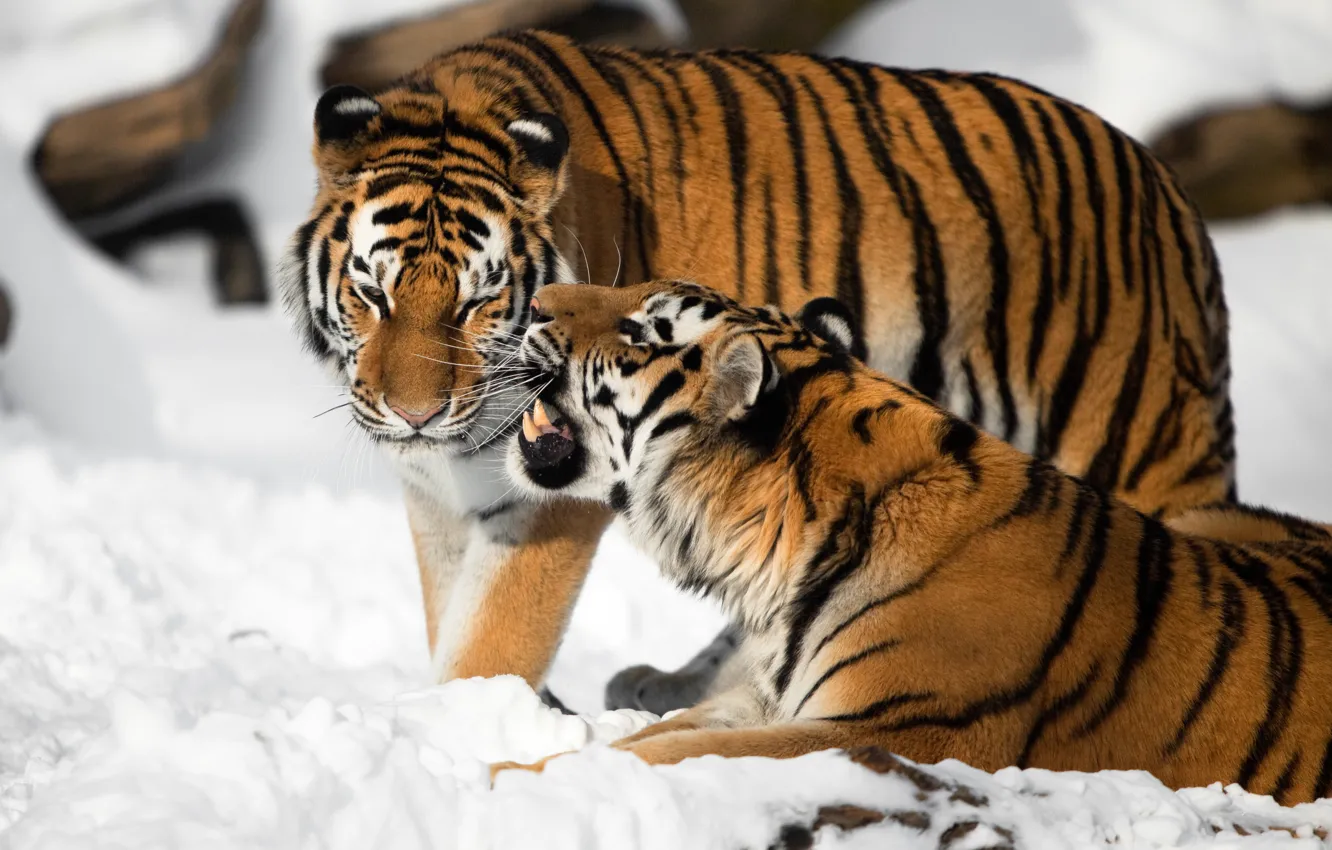 Фото обои кошка, снег, тигр, пара, клыки, амурский