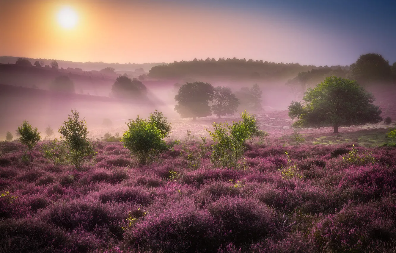 Фото обои поле, лес, небо, солнце, цветы, туман, рассвет, холмы