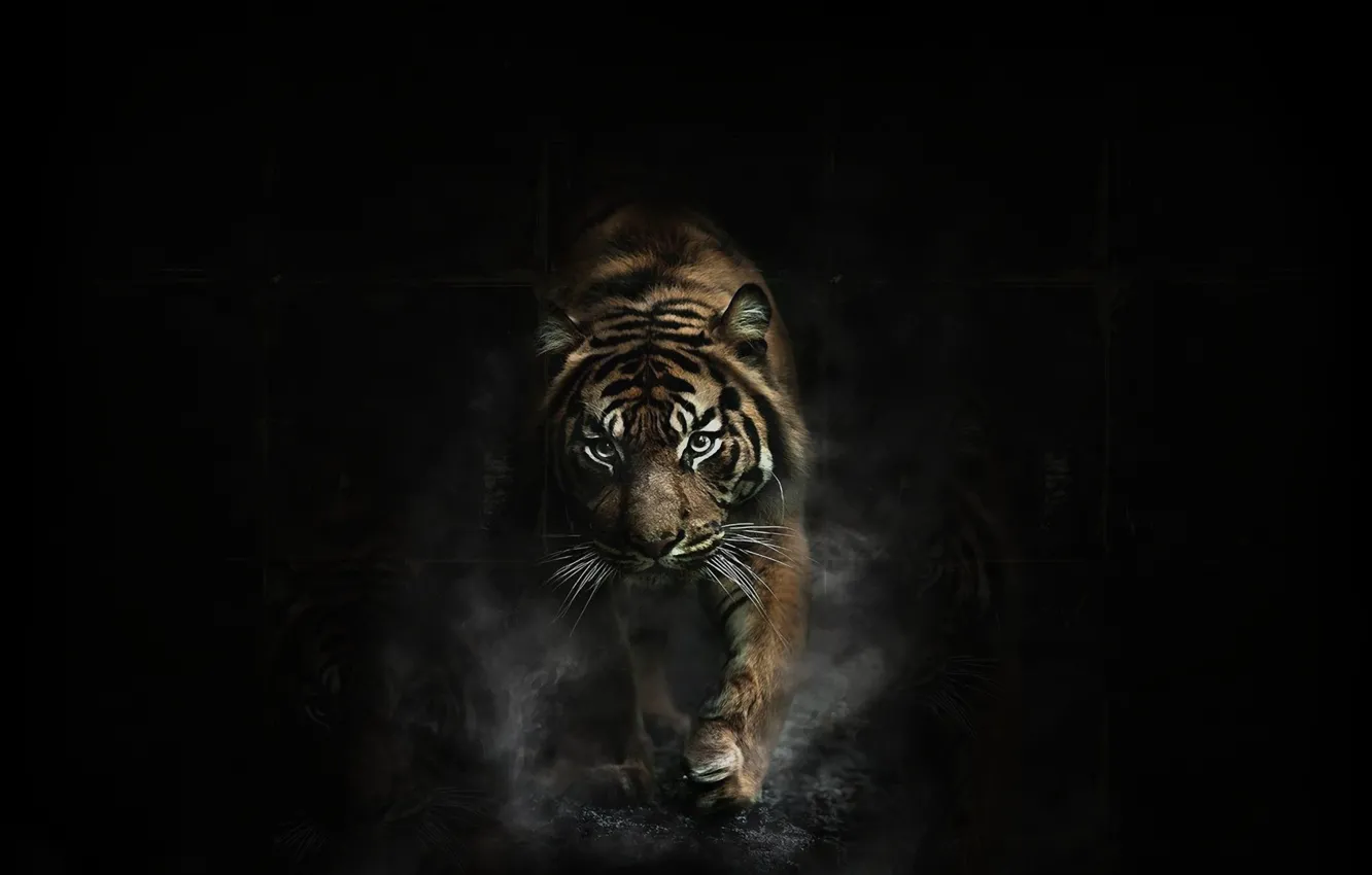 Фото обои Dark, Tiger, Animal