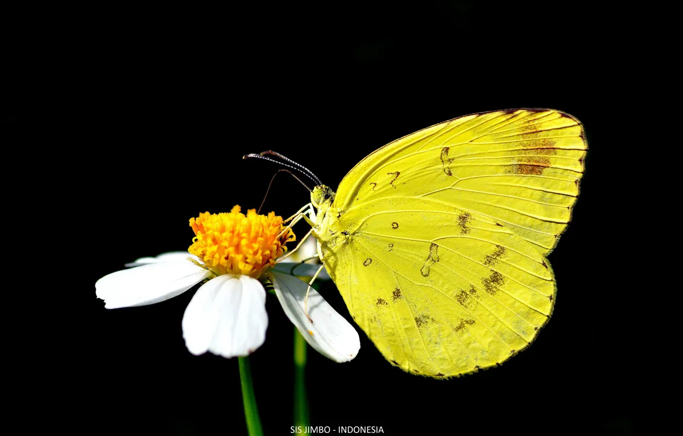 Фото обои бабочка, чёрный фон, жёлтая бабочка