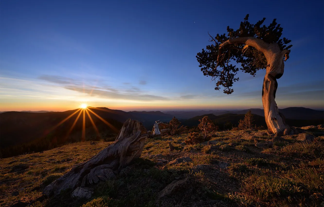 Фото обои дерево, рассвет, утро, США, коряга, Colorado