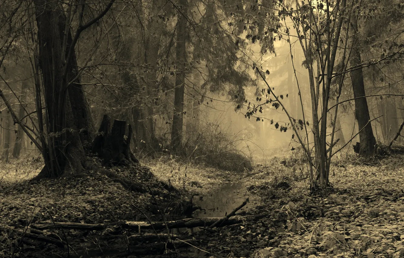 Фото обои forest, morning, fog, Poland, Bialowieza Forest