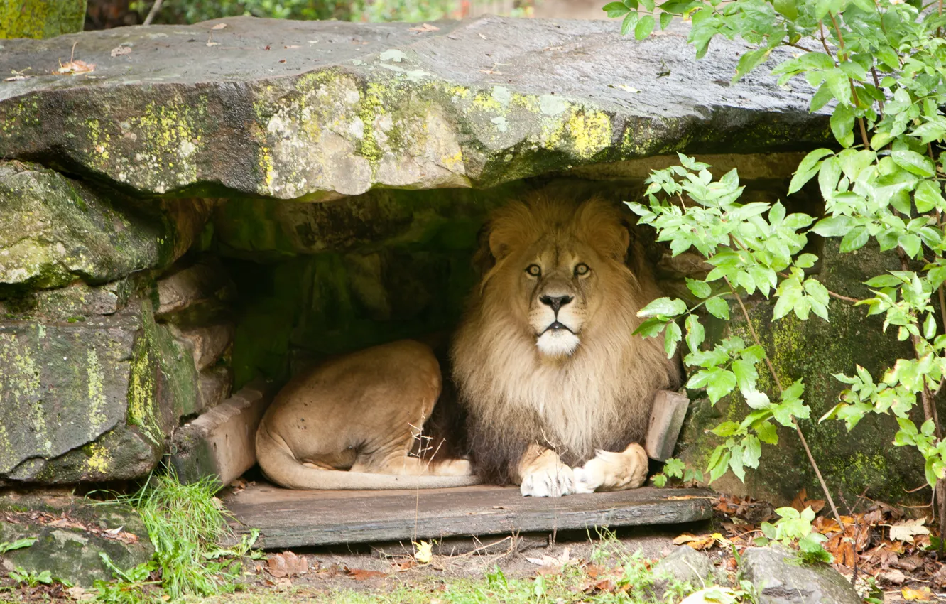 Фото обои кошка, камень, лев, грива, пещера