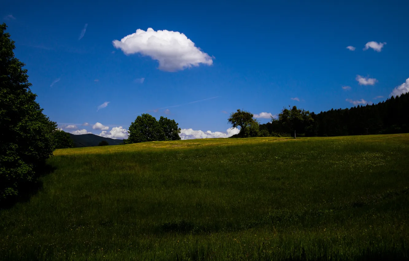 Фото обои Clouds, Sky, Grass, Flowers, Summer, View, Trees, Meadow